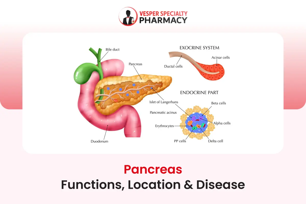 Pancreas Functions Location & Disease
